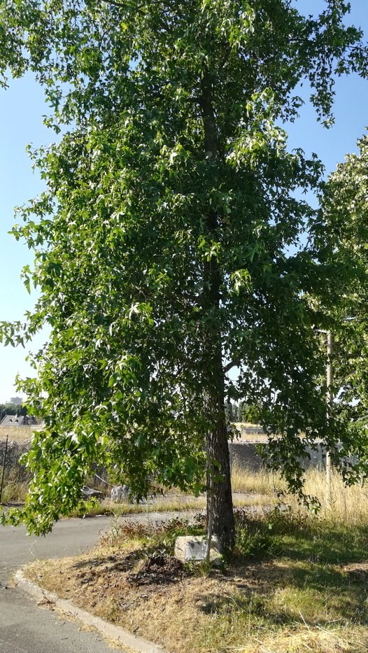 arbre de la liberté
