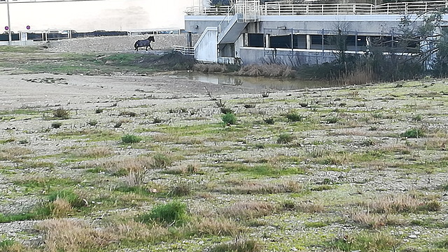 le cheval sur le P