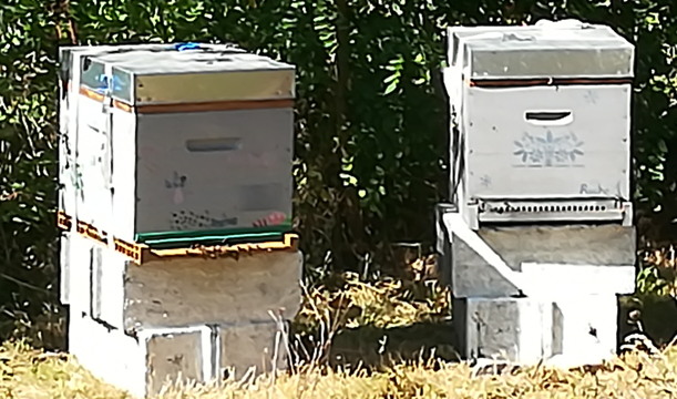 image from 2019-09-20 - Jardin des Mesures : une nouveauté : des ruches