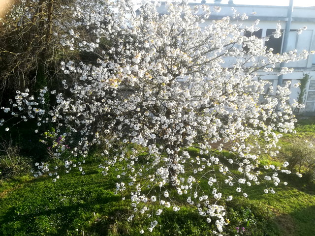 cerisier en fleurs