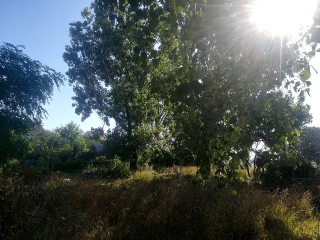 jardin