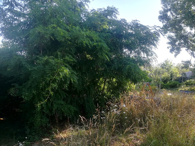 jardin