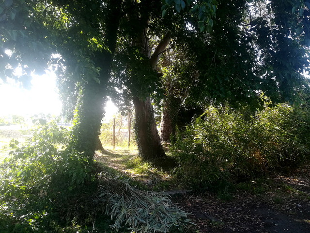jardin