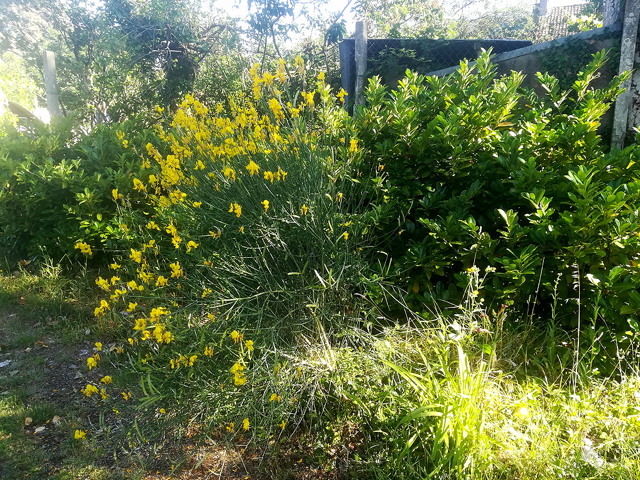 jardin