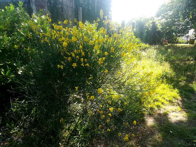 jardin