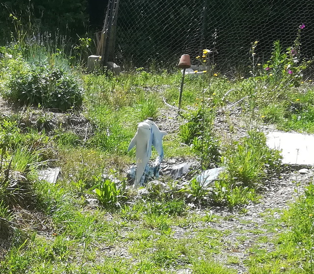 jardin