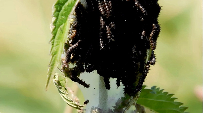 OS3