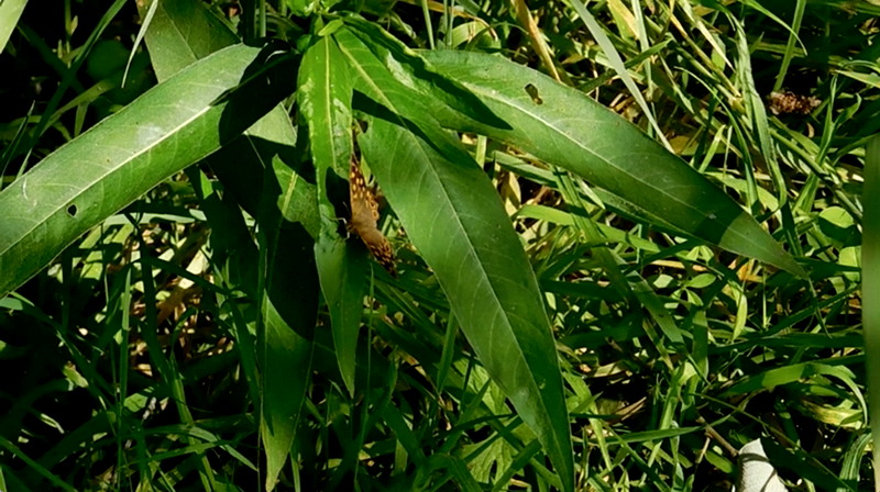 OS3