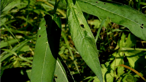 OS3