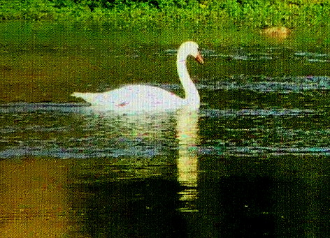 image from 2022-08-21 - OPEN SUMMER #3 - ép.7-6 - intermède : la théorie du cygne noir