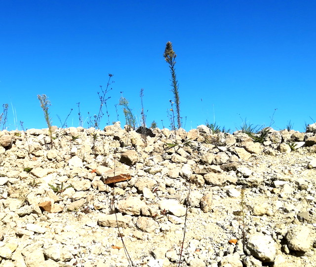 image from 2022-09-21 - dans la sierra