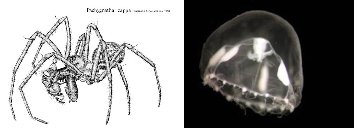 Ouesterne Zappa Spinoza