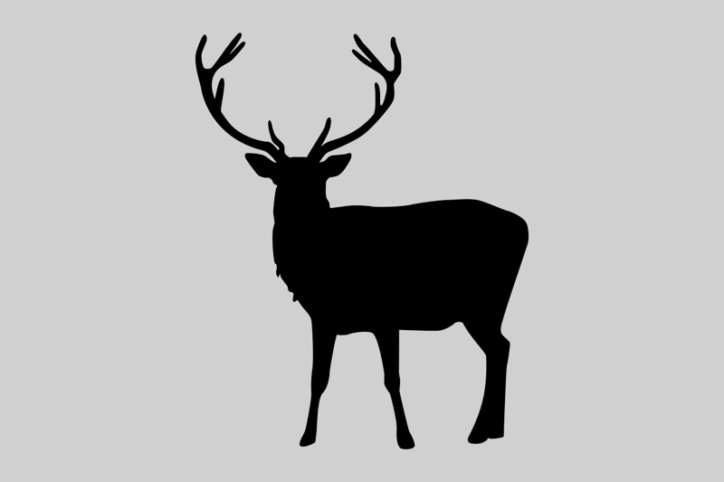 cerf