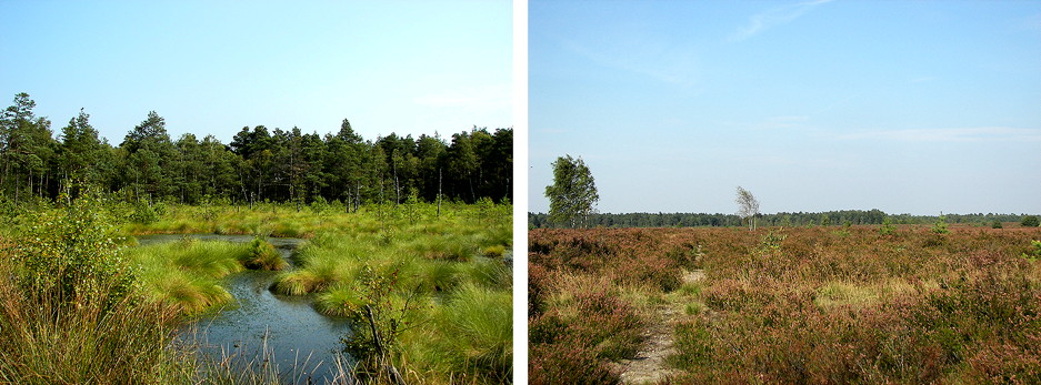 landes de lunebourg