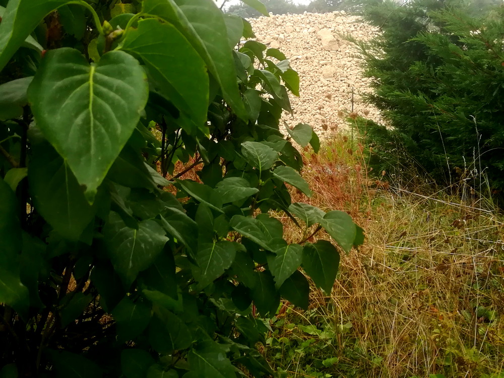 le pano du terrain